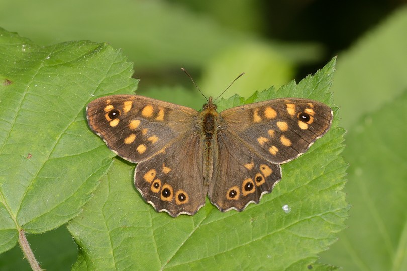 Conferma Pararge aegeria